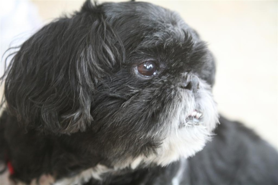 Oreo