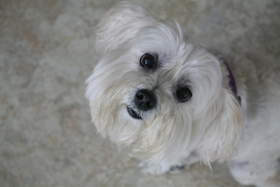 Peanut