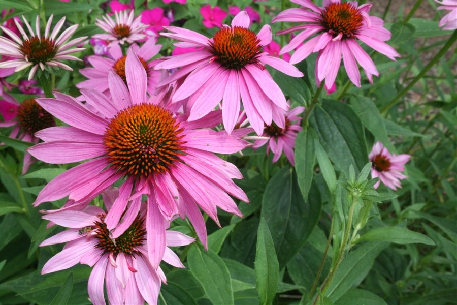 More flowers…