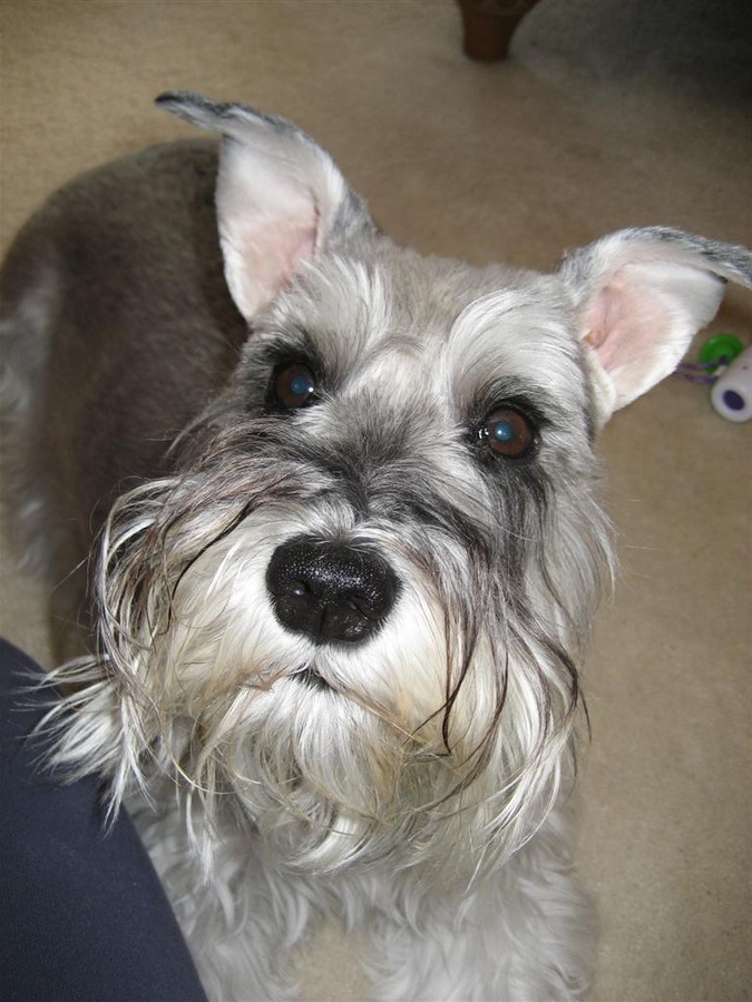 Maggie Moo